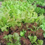 lettuce close up